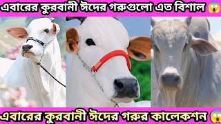 এবারের কোরবানি ঈদের গরুর দাম এত বেশি 😱বিশাল বিশাল গরুর কালেকশন দেখতে চাইলে ভিডিওতে ক্লিক করেন😰।