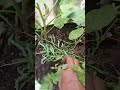 மாடித்தோட்டம் டிப்ஸ் /  Garden tips#yt#garden  #gardeningtips #sorts