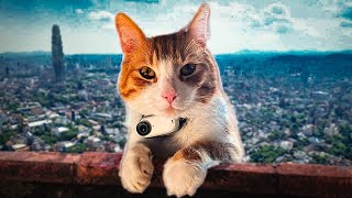 This CAT has a CAMERA and became a VLOGGER 😂
