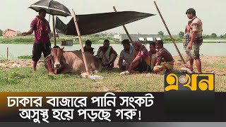 গোখাদ্যের দাম বাড়ায় কোরবানির পশুর বাড়তি দাম | Cattle Market | Ekhon TV