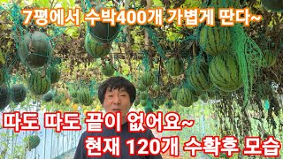 수박 7평에서 400개따기 충분 합니다 4번째 따는날~  수박재배방법,키우기.잘읶은수박 고르기 애플수박,흙수박, 흙수박,복수박 전원일기,인간극장,귀농귀촌