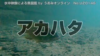 【水中映像 魚図鑑】アカハタ No.UZ0146