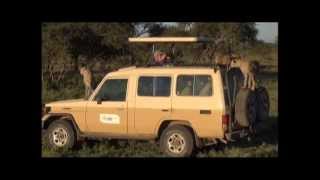 チーターのこども3頭、サファリカーを囲み大接近！(Safari Car in Tanzania was surrounded by 3 child cheetahs)