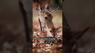 هیچ سخنی پاک‌تر و راست تر از سخن حق نیست...!☝️❤️