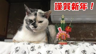 お正月を迎える保護猫たち