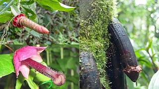 Những Loại Trái Cây Kỳ Quái Nhất Thế Giới | Thiên Hà TV