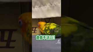 金太陽鸚鵡，心心念念「爸爸去哪兒？」#鸚鵡 #parrot #sunconure #金太陽 #媽媽日常 #爸爸