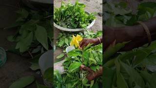 How to Propagate Allamanda Vine: Easy Steps #shorts #short #shortvideo