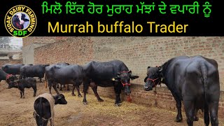 Watch one more Murrah Buffalo Saller, ਮਿਲੋ ਇੱਕ ਹੋਰ ਮੁਰਾਹ ਮੱਝਾਂ ਦੇ ਵਪਾਰੀ ਨੂੰ