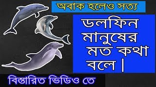 ডলফিন মানুষের মত কথা বলে ! dolfin