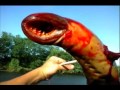 american caught fish from the lake monster Американец выловил из озера рыбу монстра