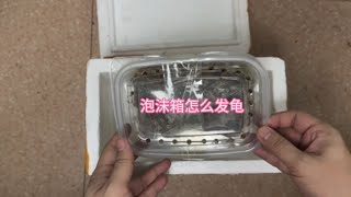 现在天气这么热，今天教教大家，怎样用冰袋泡沫箱给乌龟打包发货。