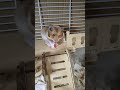 i’ve never seen my hamster this upset… 💔 viralvideo pets cute shorts hamsters hamstersad