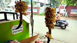 kanniyakumari மட்டி பழம்🍌இது தான் ஞானப்பழம்💢#kanniyakumari #mattibanana #banana #trending#indication