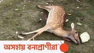 জোয়ারে তলিয়ে গেছে সুন্দরবন