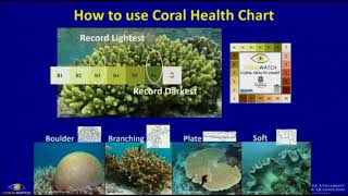 M Grol: CoralWatch - A Citizen Science Tool To Monitor Coral Bleaching \u0026 Create Reef Awareness