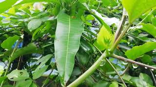 മഴ തോർന്നപ്പോൾ ഉള്ള നാട്ടുകാഴ്ചകൾ കിളികളുടെ ശബ്ദങ്ങള്‍ #susmyks