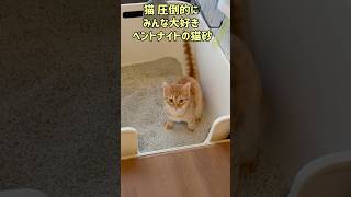 猫砂のホコリがヤバすぎる💦#猫砂 ♯鉱物猫砂 #ベントナイト猫砂