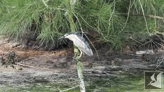 ゴイサギ/Black crowned night heron