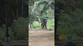 തെച്ചിക്കോട്ടുക്കാവ് ദേവീദാസൻ | Thechikotukavu Devidasan | #thechikottukavu #elephant