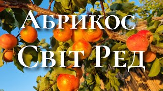 Абрикос Світ Ред