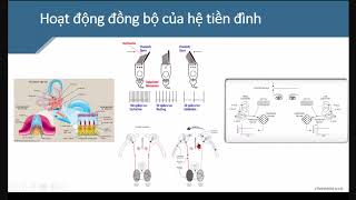TỐI ƯU HÓA ĐIỀU TRỊ CHÓNG MẶT NGOẠI BIÊN | TS. Trần Công Thắng