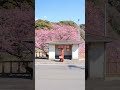 満開の河津桜まつりを旅して