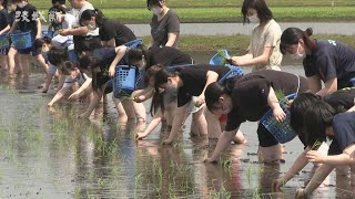 保育科学生が田植え体験　水戸農高水田で実習