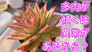 【多肉植物】【葉が枯れる】多肉が傾く、同じ方向ばかり葉が枯れこむ