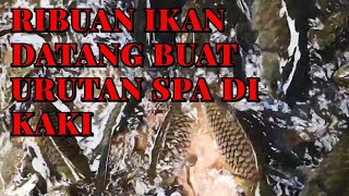 FISH SPA KG LUANTI RANAU TAGAL