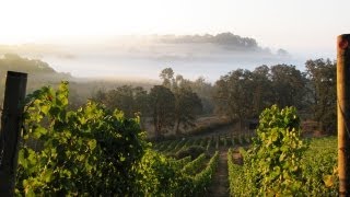 Harvest Insights: A Viticulturist's Journey Through the Vineyard