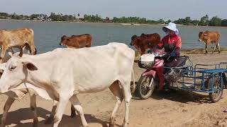 พาพี่น้องมาชมบรรยากาศพ่อใหญ่เอ็งเลี้ยงงัวลงมูลลงทามเด้อครับน้ำมูลกะบกลงหลายแล้ว