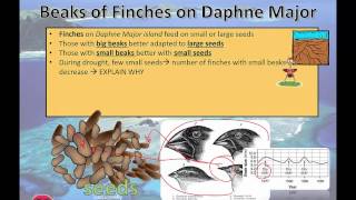 Beaks of Finches on Daphne Major (2015)