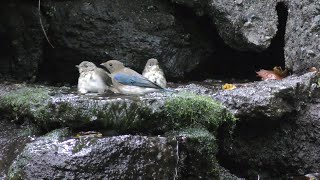 山中湖 大洞の泉のキビタキ（幼鳥）とオオルリ（雄・幼鳥）その２（4K動画）