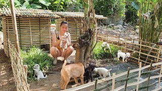 HOW TO BUILD BAMBOO HOUSE FOR DOG 2021 | Lý Thị Ca - Ep.66