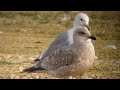 caspian gull adult neepsend 30 11 12