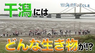 小学生による干潟観察 日本財団 海と日本PROJECT in とくしま 2019 #11