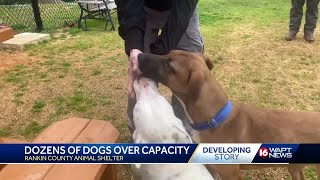 Rankin County Animal Shelter wants you to adopt a pet