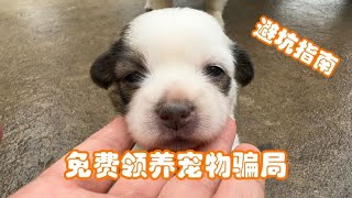 小奶狗被领养走了，铲屎官揭秘免费领养宠物骗局