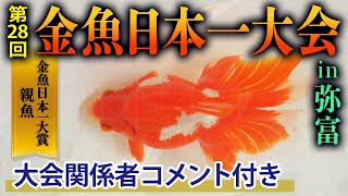 【品種別優勝魚全て見せます】2022年10月23日開催！あの弥富「たたき池」生産者さんも登場‼︎他では聞けない話が聞けました。