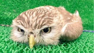 CUTE OWL - Funny Owls And Cute Owl Videos Compilation || BEST OF