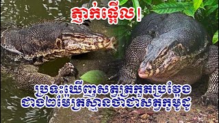 ភ្ញាក់ផ្អើល! ប្រទះឃើញសត្វត្រកួតប្រវែងជាង២ម៉ែត្រស្មានថាជាសត្វកូម៉ូដូ