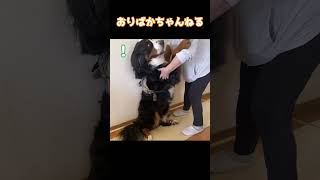 愛に飢えてるバーニーズマウンテンドッグのオリバー #バーニーズマウンテンドッグ #bernesemountaindog