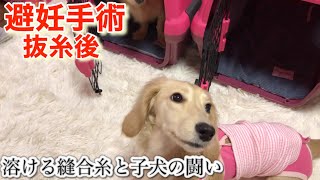 子犬が我が家にやって来て172日目(生後7ヶ月)避妊手術抜糸後、子犬と溶ける縫合糸の壮絶な戦い【ミニチュアダックスフンド多頭飼い】