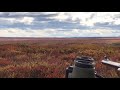 shooting a caribou in alaska