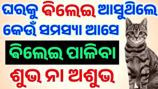 ଘରକୁ ବିଲେଇ ଆସିଲେ କେଉଁ ୫ଟି ସଂକେତ ମିଳେ ( ଘରେ ବିଲେଇ ପାଳିବା ଶୁଭ ନା ଅଶୁଭ ) #Sadhubani#Cat