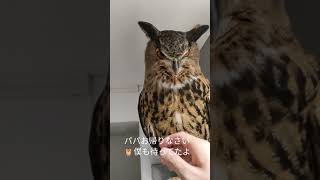 今日のジュニ君🦉ジュニ君🦉ただいま