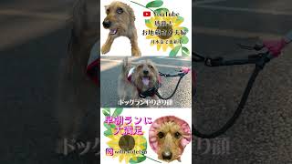 【ドッグランやりきった顔の愛犬】 #vlog #プージャックの琥鉄 #ミックス犬 #トイプードル #ジャックラッセルテリア #犬 #犬のいる暮らし #プージャック