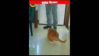 😂🐕 எனக்கு பால் ஊத்துறீங்க🐈‍⬛😂#viral #trending #shorts #funnyanimalvideos