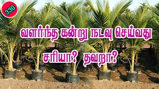 Is It Correct or Worng to Planting high growth seedlings?வளர்ந்த கன்று நடவு செய்வது சரியா? தவறா?